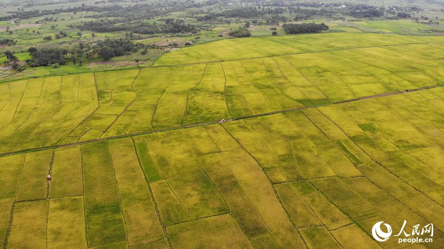 ‘开云电竞app下载安装’探讨高分子绷带医用于骨科患儿的效果(图2) 开云电竞