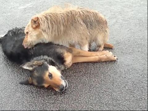 开云电竞app下载安装