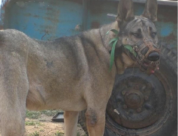 开云电竞app下载安装